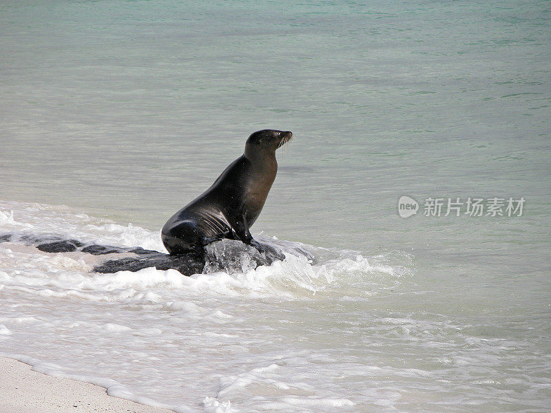 Galapagos Sea Lion